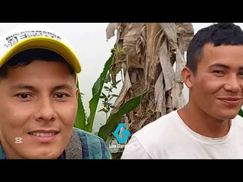 Arbolito seco - Acústico en vivo Los Garavito