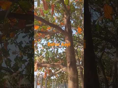 Dekho Ji Bahar Aayi #evening #musicalshorts