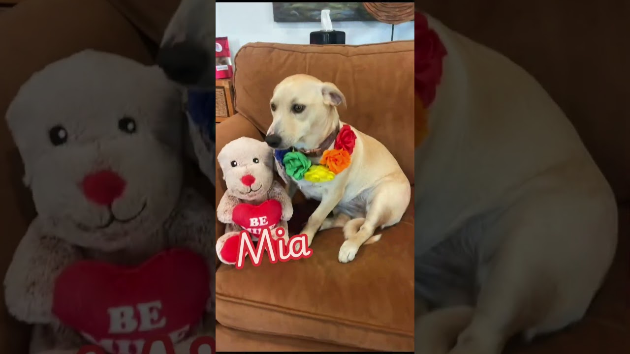 Enlarge MIA (478), a Adoptable mixed breed in Indiantown, FL video 2/5