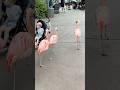 ️ Cute Flamingos Walking On The Streets Flamingo America Pets Animals Zoo Birds Shorts