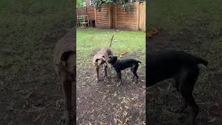 Video preview image #1 Mutt Puppy For Sale in Rockville, MD, USA
