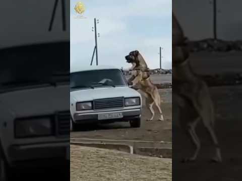 Kangal shepherd dog transformation 🔥 Animal transformation 💥#kangal #viral #youtube #shorts