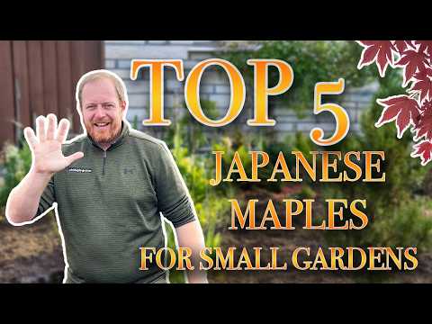 Top 5 Japanese Maples For Small Gardens