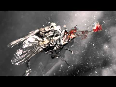 Sam Pleater - Faithless Binary Fly