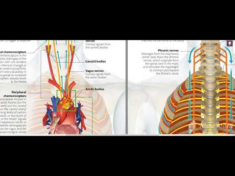 Thoracic cage