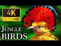 Jungle Birds 4K Beautiful Birds Sound In The Rainforest Scenic Relaxation Film