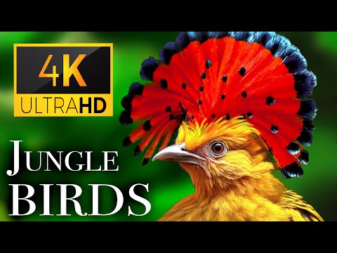 Jungle Birds Beautiful Birds Sound in the Rainforest