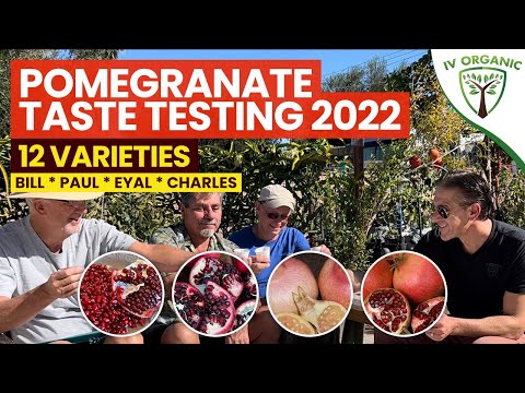 , title : 'Pomegranate TASTE TESTING 2022  |   Wonderful, Parfianka, Utah Sweet, Angel Red, Desertnyi + MORE'