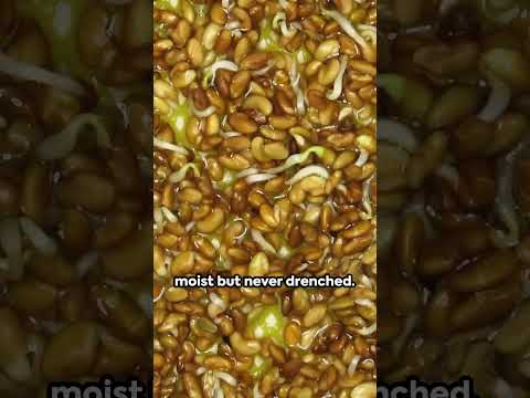 Sprout it Right-The Long Sprouts Guide #sprout #sprouts #sprouting #sproutsalad #healthysprouts