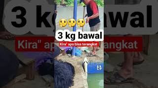 Download lagu daily pomfret fishing competition in the pond mp3