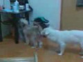 Toyi And Choychoy 2