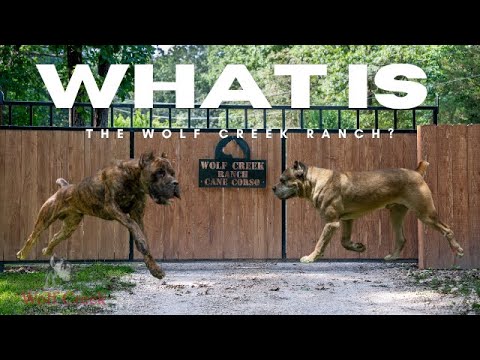Wolfcreek Cane Corsos