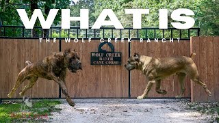 What is Wolf Creek Ranch Cane Corsos