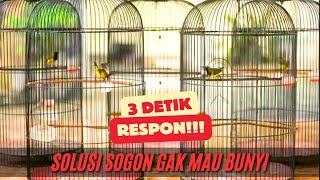 Download lagu KOLONI SOGON UNTUK PANCINGAN SOGON BAHAN mp3