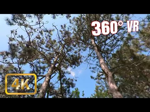 Walking in Forest #6 - 360° VR Video Tour - 4K - Harsova, Romania