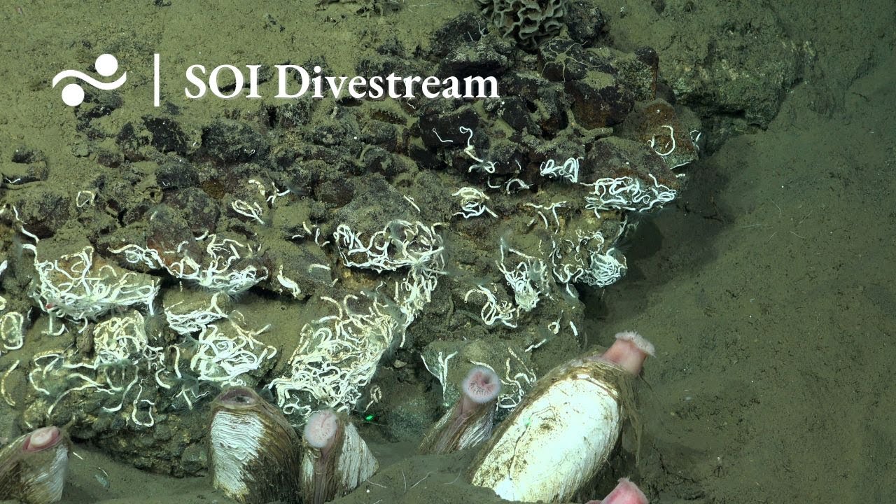 Site 9.2  | SOI Divestream 681 PART 2