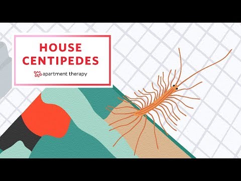 House Centipedes and How To Give Them the Boot