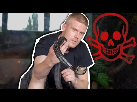 My MOST DANGEROUS filming day + venomous snakes in terrariums PART 2 *english subtitles*