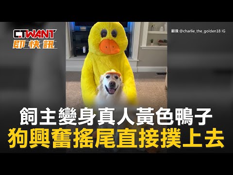 黃色吉祥物