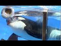 Happy 11th Birthday Makaio Orca Encounter Full Show At SeaWorld Orlando October 9 2021