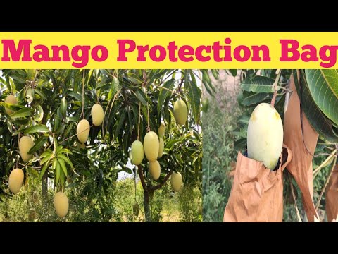Fruit Cover Bag