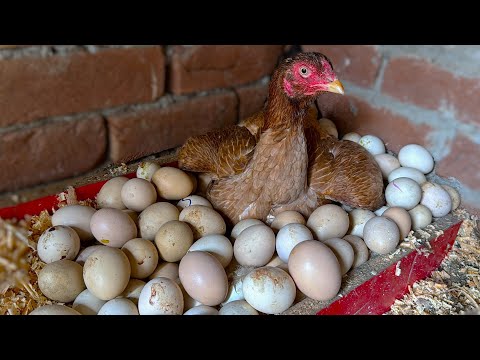 Beautiful Young Hen Hatching Too many Eggs - Hen Harvested 100 Eggs to baby chicks