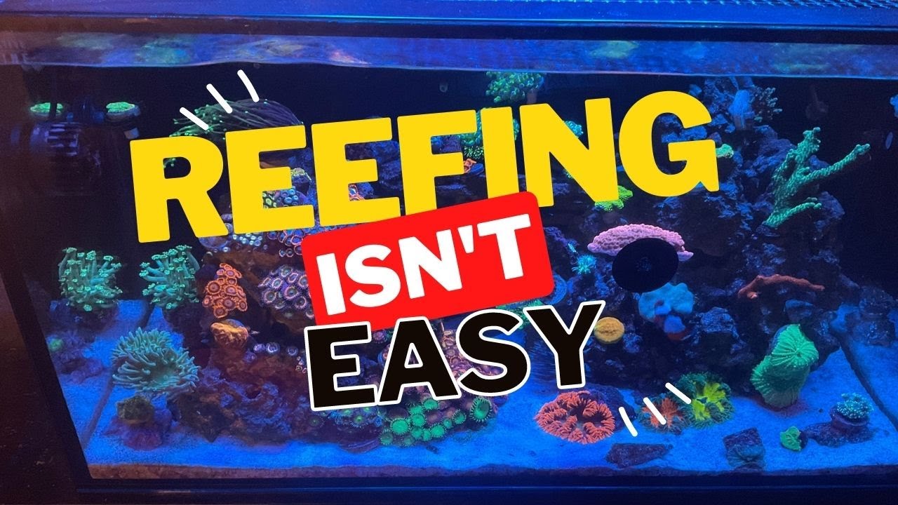 SUCCESSFUL REEF TANK IN 2023: 7 Tips To Make It Happen