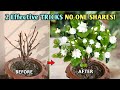 This 2 MOST EFFECTIVE Tricks Give MAXIMUM Flowers In Arabian Jasmine Plant