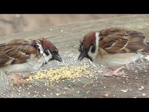 餌を貰いに来るすずめ達 20210429pm 8（今日も雨）