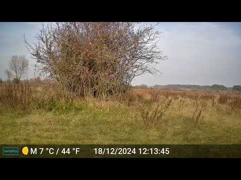 Lupo solitario nella pineta di Fosso Ghiaia (Ravenna)