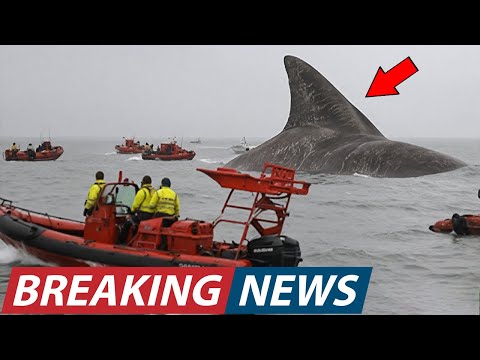 La Marina Militare degli Stati Uniti ha appena scoperto uno squalo mostruoso, più grande di quals...