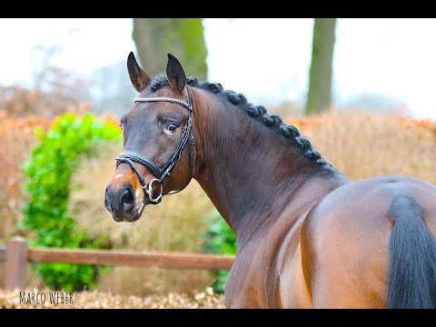 Wallach von For Romance