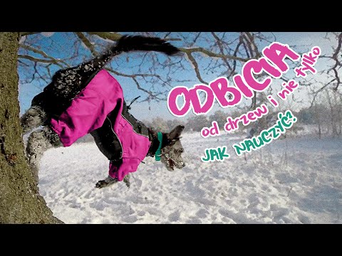 Jak nauczyć psa odbijać się od pionowych powierzchni?