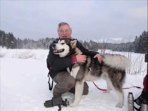 download lagu mp3 mp4 Alaskan Husky Zchter, download lagu Alaskan Husky Zchter gratis, unduh video klip Alaskan Husky Zchter