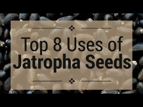 Uses of jatropha seed oil