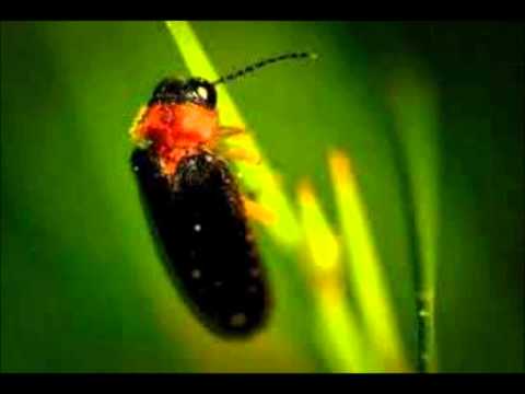 "Johanniskäfer" von Peter Hille, vom Wortmann gelesen