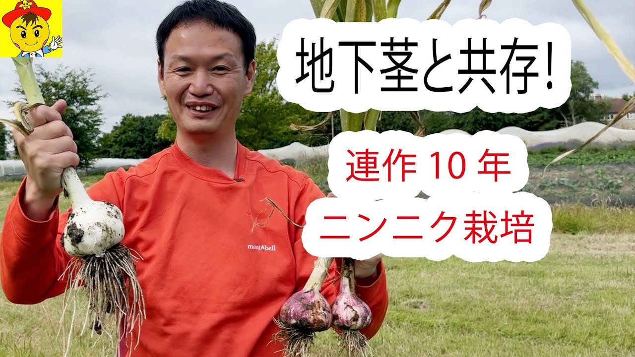 硬い粘土質で大玉ニンニクを10年連作