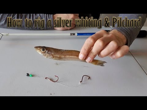 Perfect Bait Presentation | Snapper Rig | How to Rig a Pilchard !!