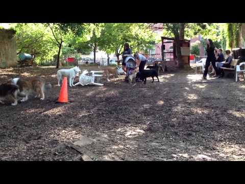 Kaylin at the Dog Park (May 17, 2012)