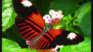 LA CHASSE AUX PAPILLONS. GEORGES BRASSENS.