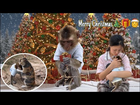 Nahu's happiest Christmas gift: a new friend and a new family.