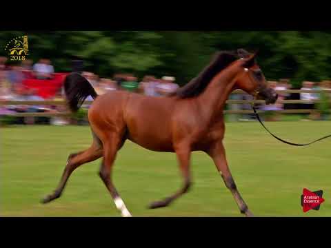 N.122 JUSTIFY KA - Bruges 2018 Int B - Yearling Colts (Class 102B)