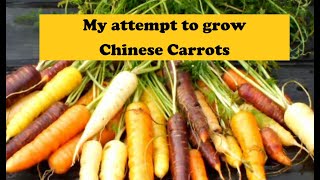 Chinese Carrots sown in a bucket. It didn&#39;t turn out how I expected it too. Its &#39;Groundhog&#39; day.