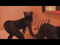 AkaiiUsweet - Pon Di Tip  (Official Music Video)