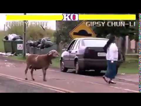 Street fighter II Angry goat edition
