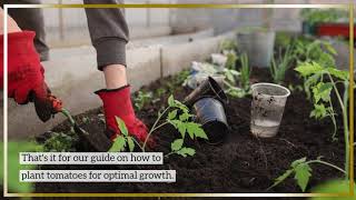 How to Plant Tomatoes for Optimal Growth: A Step-by-Step Guide