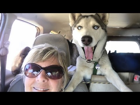 Les huskies sont les reines de tous les drames ! 🤣 funniest animals video