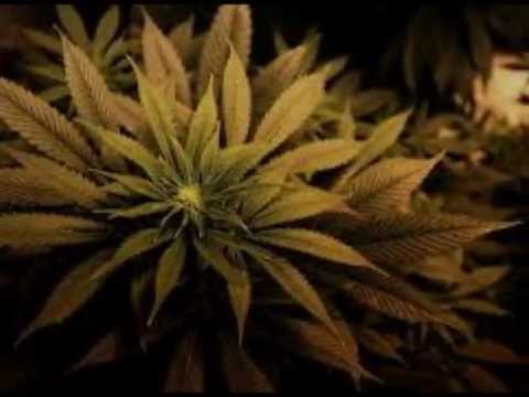 Verb Allies " 3G's "  Ft. Kaza Blanka . Beat Produced by Dead Horse Beats