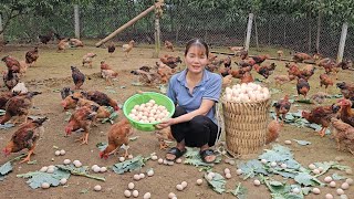 How to raise chickens.  Harvesting too many eggs to sell. ( Ep 260 )