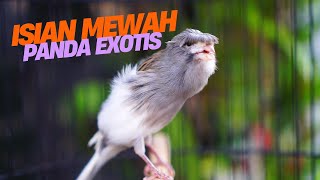 Download lagu KENARI PANDA GACOR ISIAN MEWAH! MASTERAN KENARI ISIAN BLACKTHROAT GACOR DURASI PANJANG FAVORITE mp3